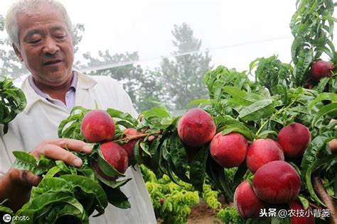 桃子樹種植|【種桃樹】從核果到果香滿枝頭：親手種植桃樹的完整指南！